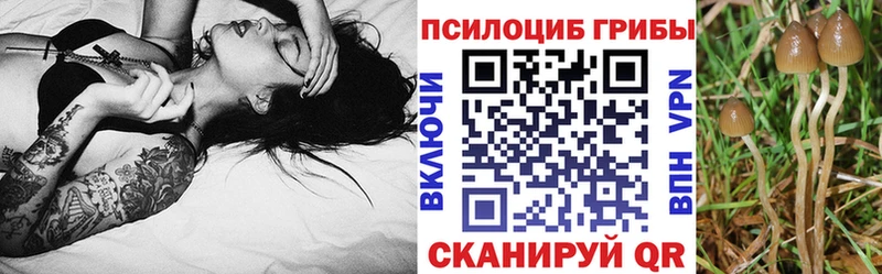 Псилоцибиновые грибы Psilocybe  купить   Алушта 